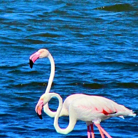 A Casa Ru Nonno Tonino בית הארחה 4*